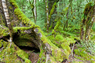 Fototapeta premium Mossy trunks in a virgin mountain Beech forest, NZ