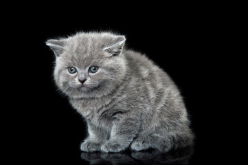 british kitten cat
