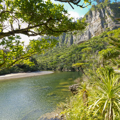 Fototapeta na wymiar Soczysta zieleń dżungli wzdłuż rzeki, NZ Pororai