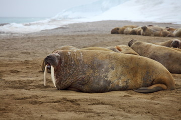 Walrus family haul out