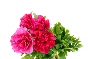 beautiful pink peonies isolated on white