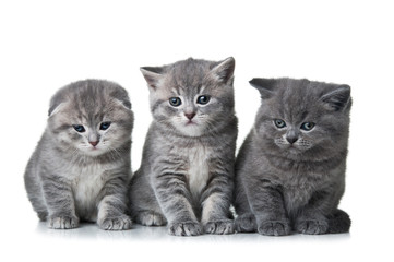 three kittens