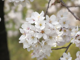 Obraz premium さくら さくら