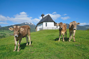 Jungrinder vor Kapelle auf Berg