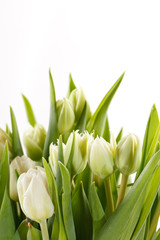 Fototapeta na wymiar nice tulips