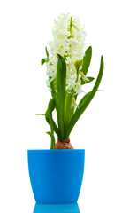 beautiful white hyacinth in blue flowerpot isolated on white