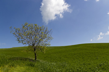 Singolo albero in un prato