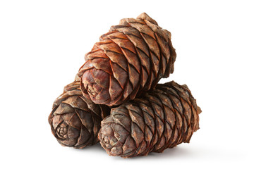 Three cones of Siberian cedar (pine)