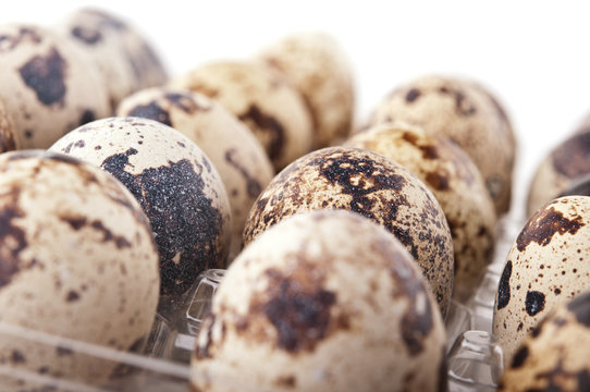 quail eggs isolated