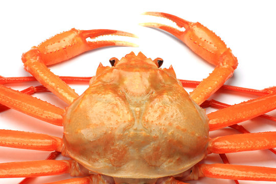 deep red snow crab