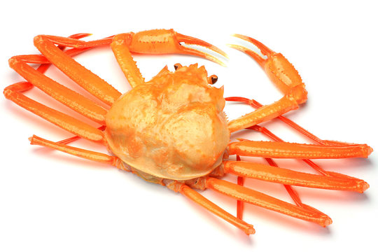 deep red snow crab
