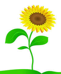 Sunflower. Vector.