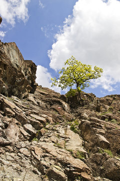 singolo albero su rocce