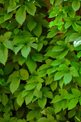 Green leaves wall background