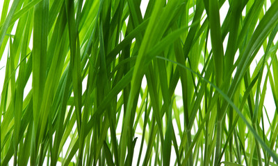 green grass background