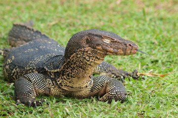 Obraz premium Closeup of monitor lizard - Varanus on green grass focus on the