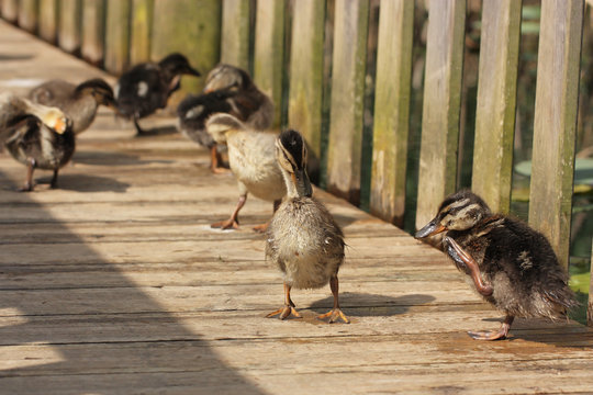une famille de petit caneton colvert