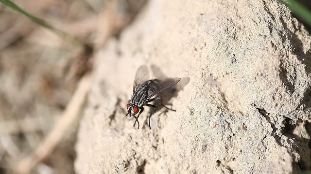 fly on stone