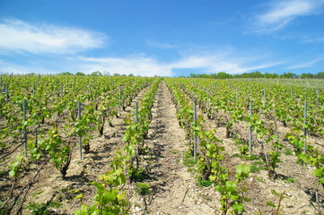 Fototapeta na wymiar Vignes au printemps