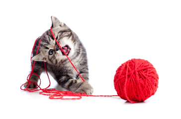 nice tabby kitten playing red clew or ball