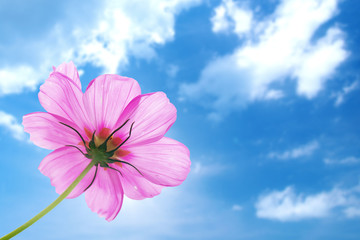 Pink flower of cosmos isolated with blue sky