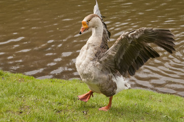 Goose