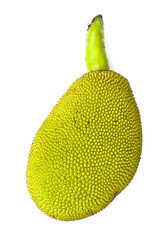 Young jackfruit isolated.