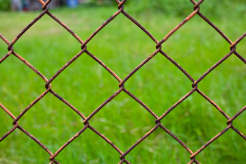 Fototapeta premium Barbed green lawn