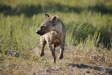 Spotted Hyaenas (Crocuta hyaena) in the Kgalagadi  park.