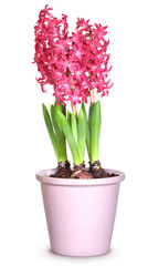 Pink hyacinths in flower pots, isolated on white background