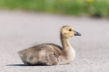 Canada Goose (branta canadensis) Gosling