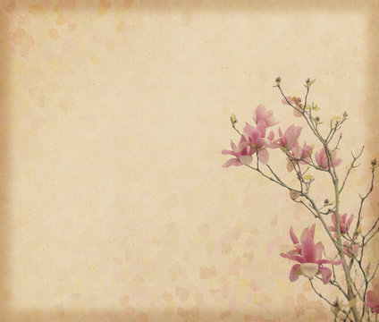 Fototapeta magnolia flower with Old antique vintage paper background