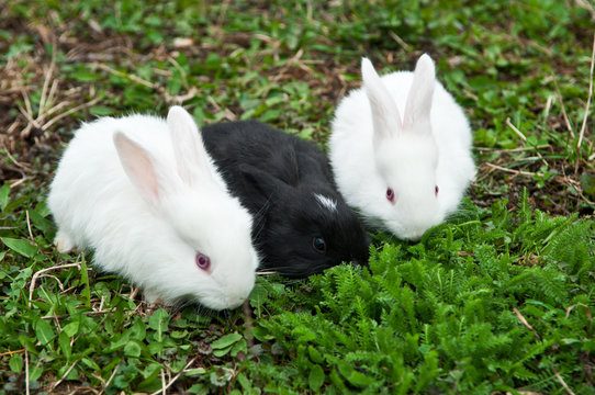 little rabbits eat grass