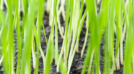 closeup photo of grass
