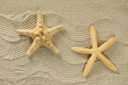 starfish on the beach, vacation memories