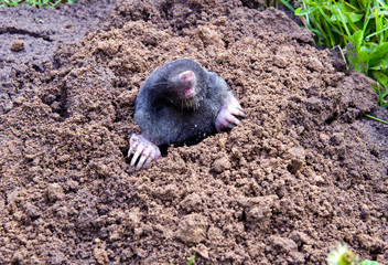 mole head and legs mole-hill. parasitic animal
