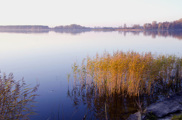 Background of lake evening landscape. Bulrush grow