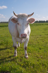 Fototapeta na wymiar White cow with horns looking expectantly