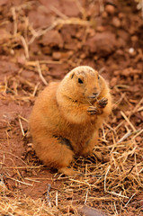 Black-tailed Prairie Dog
