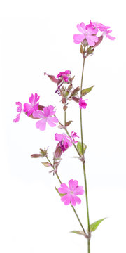 Rote Lichtnelke (Silene dioica) vor wei&szlig;em Hintergrund