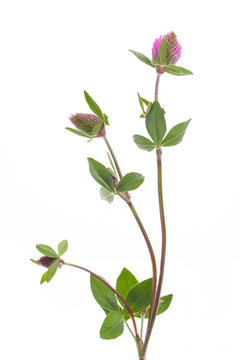 Rotklee (Trifolium pratense) im aufblühen