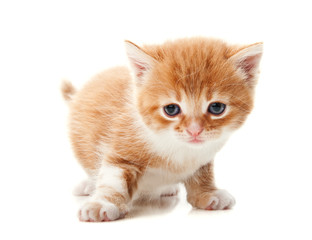 ginger kitten