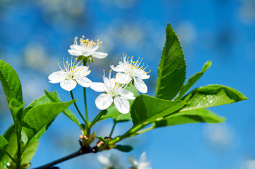 spring flowers blossoms