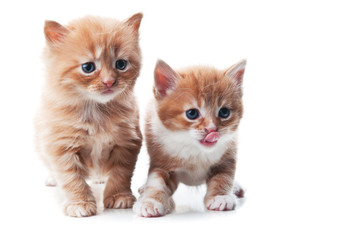 little kitten playing