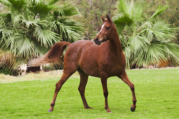 Showy bay arabian horse