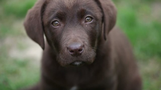 chocolate labrador is watching