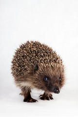 cute little hedgehog.