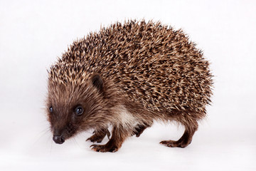 cute little hedgehog.