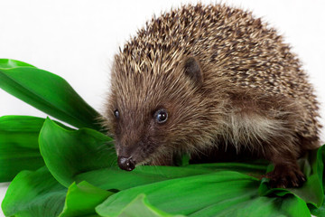 hedgehog on green leaves