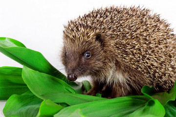 hedgehog on green leaves